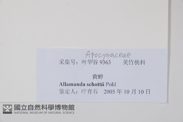 黃蟬藏品圖，第2張