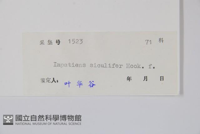 黃金鳳藏品圖，第2張