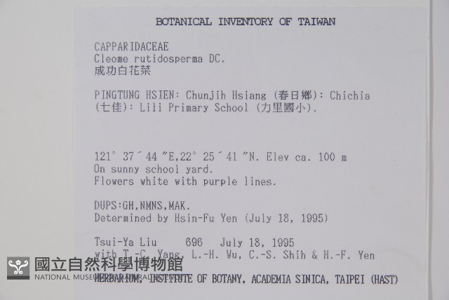平伏莖白花菜、成功白花菜藏品圖，第2張