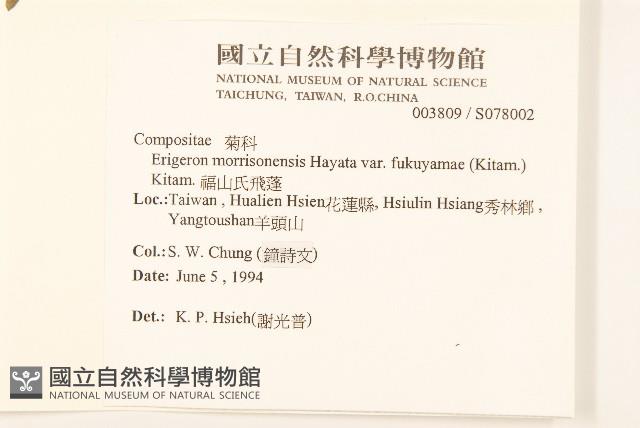 福山氏飛蓬藏品圖，第2張