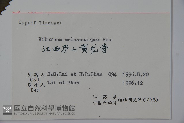 黑果莢迷藏品圖，第2張