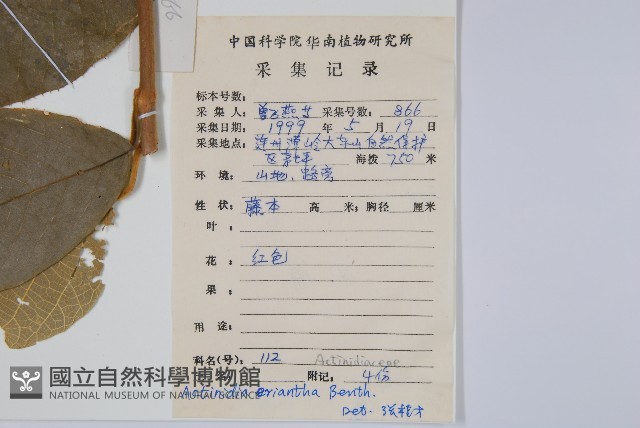 毛花楊桃藏品圖，第2張