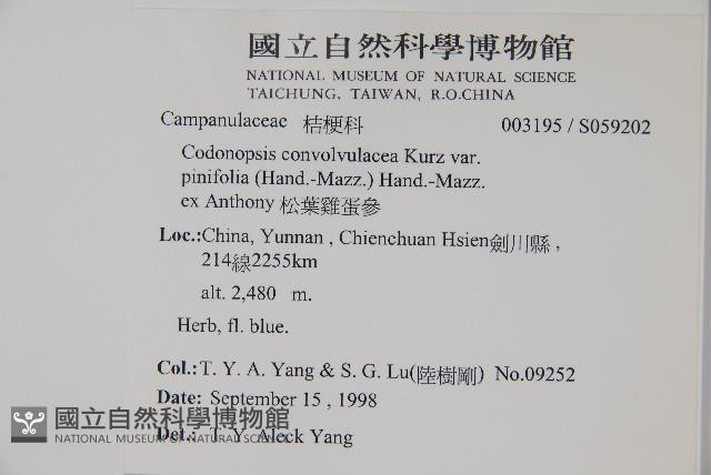 松葉雞蛋參藏品圖，第2張