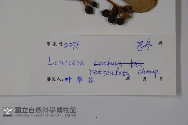 皺葉忍冬藏品圖，第2張