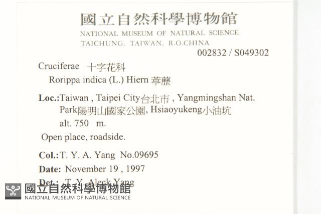 葶藶藏品圖，第2張