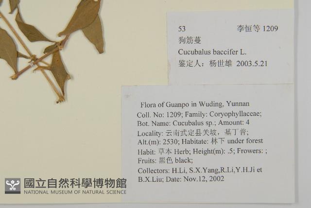 狗筋蔓藏品圖，第2張