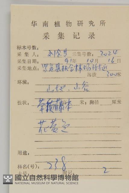 大頭艾納香藏品圖，第2張