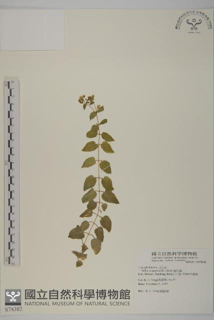 鵝兒腸藏品圖，第1張