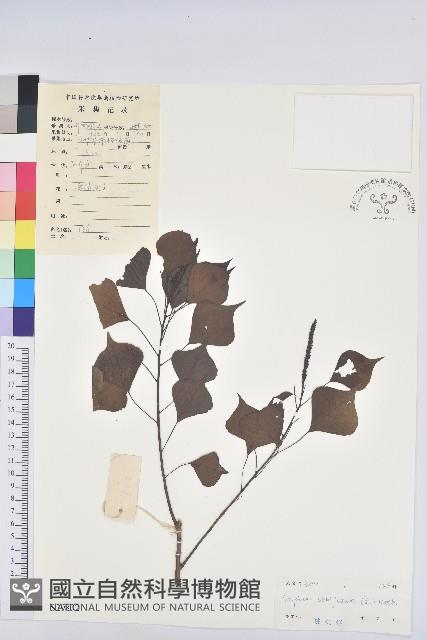 烏臼藏品圖，第1張