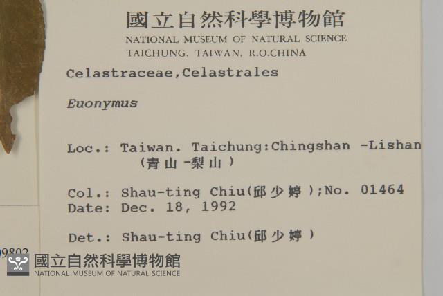 厚葉衛矛, 源一木藏品圖，第2張