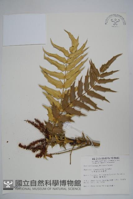 阿里山十大功勞藏品圖，第1張