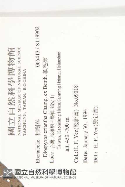 軟毛柿藏品圖，第2張