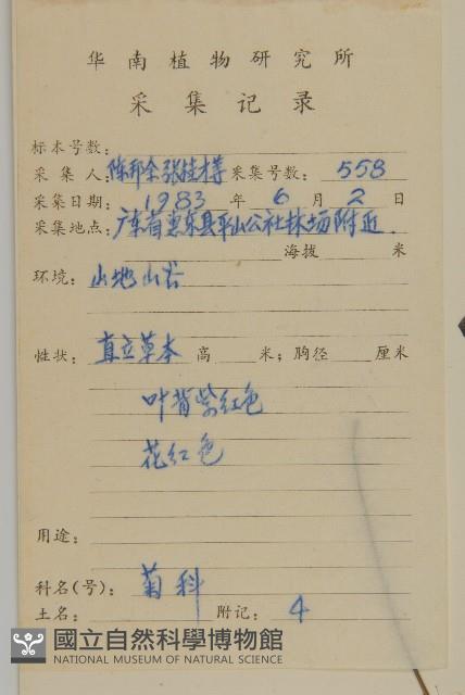 小葉一點紅藏品圖，第2張