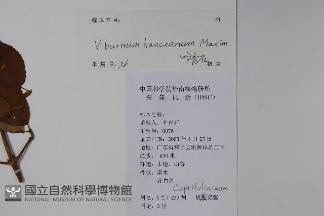 蝶花莢迷藏品圖，第2張