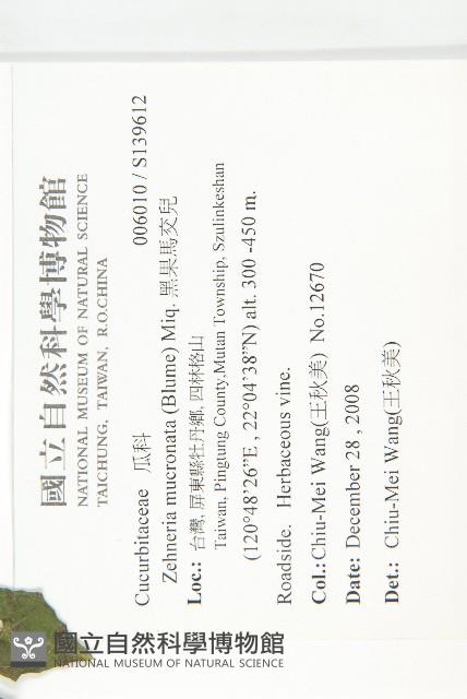 黑果馬交兒藏品圖，第2張