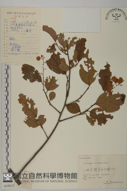 雷公藤藏品圖，第1張