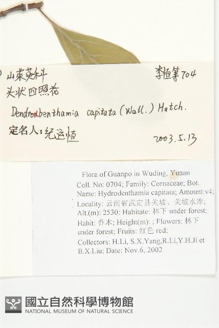 頭狀四照花藏品圖，第2張