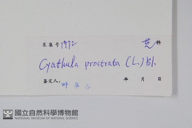 假川牛膝藏品圖，第2張