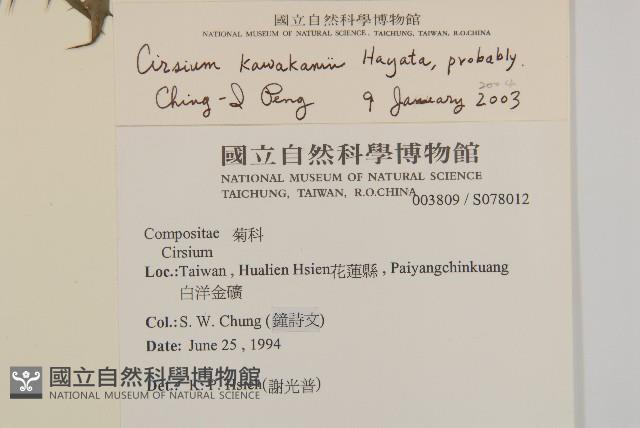 玉山薊藏品圖，第2張