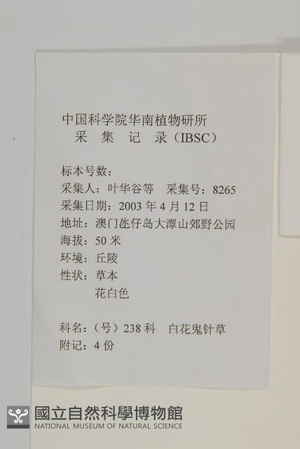 大花咸豐草藏品圖，第2張