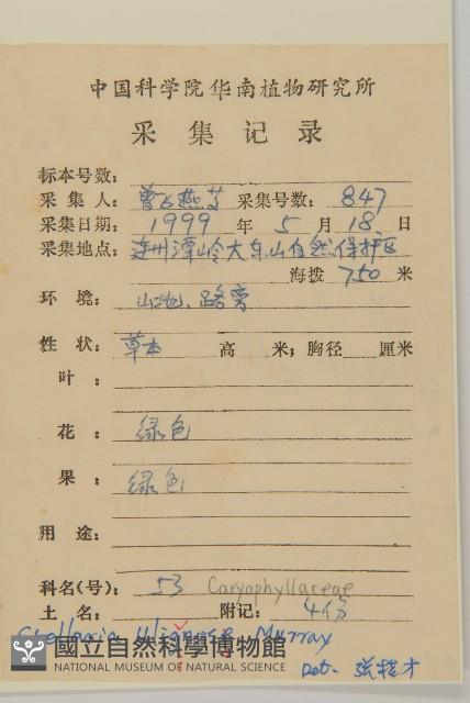 雀舌草藏品圖，第2張