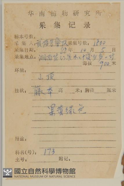 莖花南蛇藤藏品圖，第2張