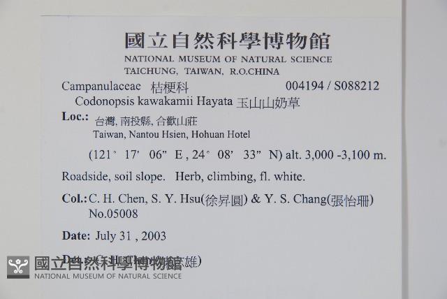 玉山山奶草藏品圖，第2張