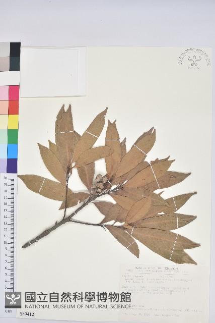 三斗石櫟藏品圖，第1張