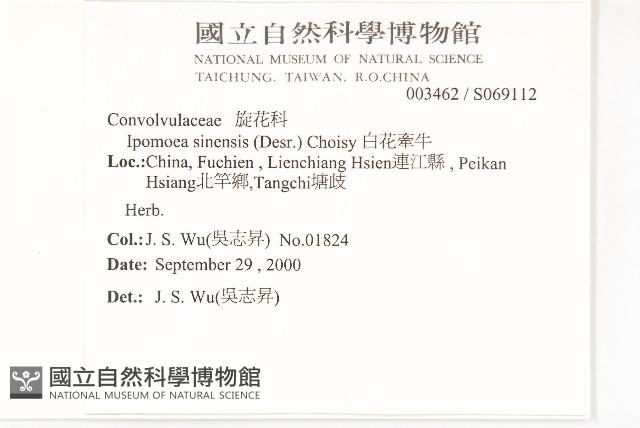 白花牽牛藏品圖，第2張