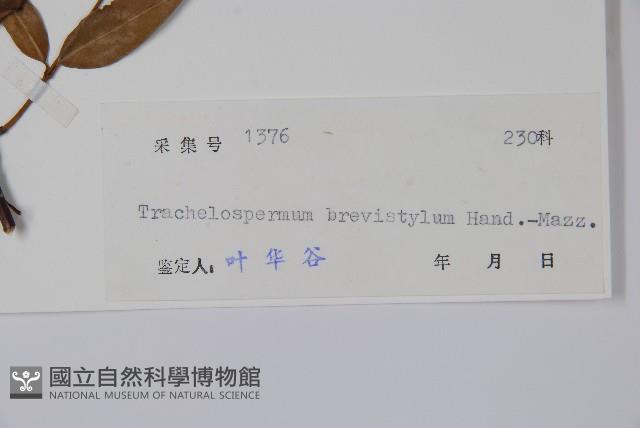 短柱絡石藏品圖，第2張