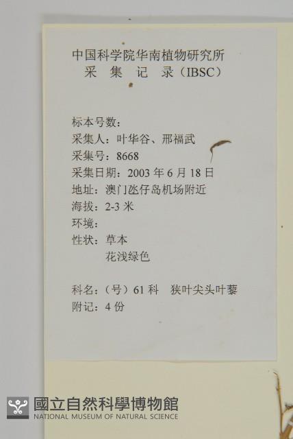 變葉藜藏品圖，第2張