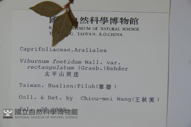 狹葉莢迷藏品圖，第2張