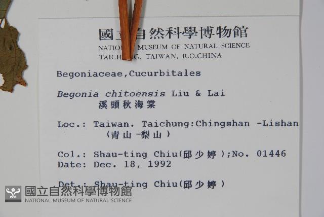 溪頭秋海棠藏品圖，第2張