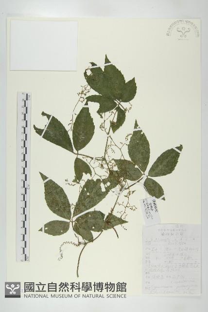 絞股藍藏品圖，第1張