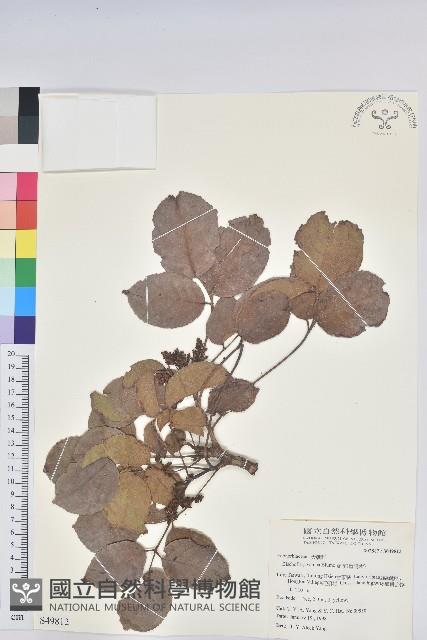 茄苳、重陽木藏品圖，第1張