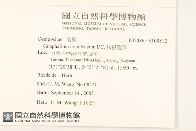 秋鼠麴草藏品圖，第2張