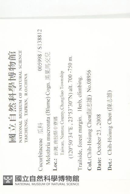 黑果馬交兒藏品圖，第2張