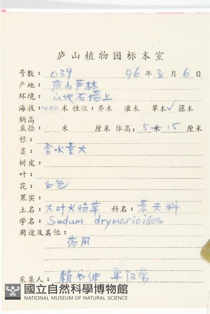 大葉火焰草藏品圖，第2張