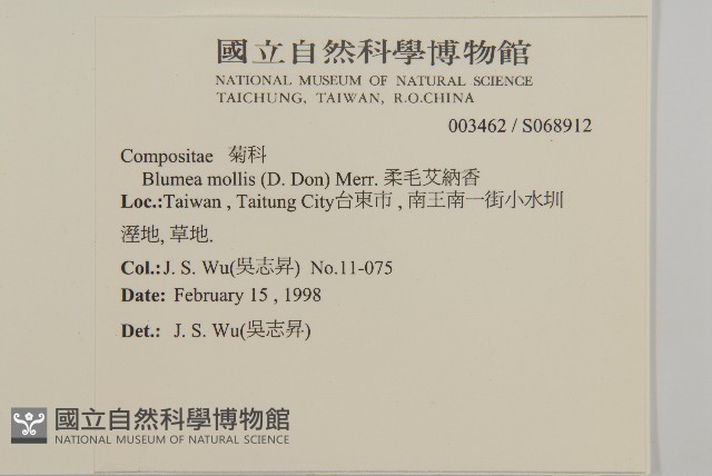 柔毛艾納香藏品圖，第2張