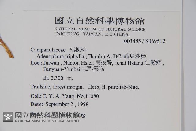 輪葉沙參藏品圖，第2張