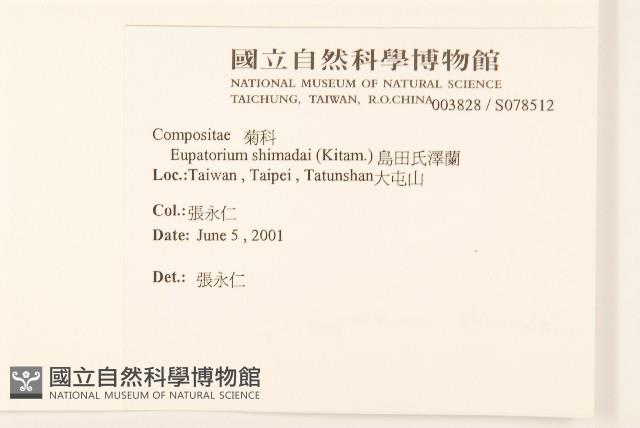 島田氏澤蘭藏品圖，第2張