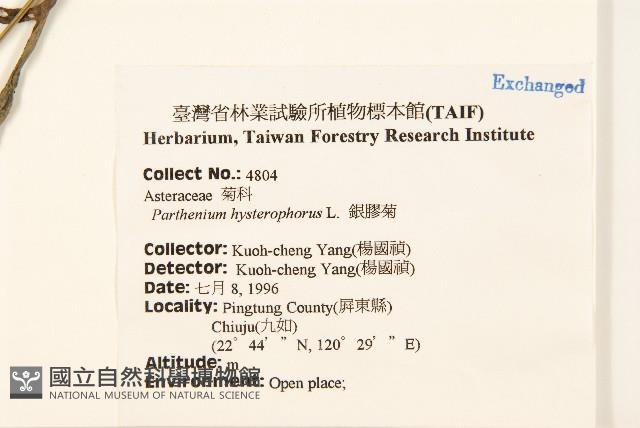 銀膠菊藏品圖，第2張