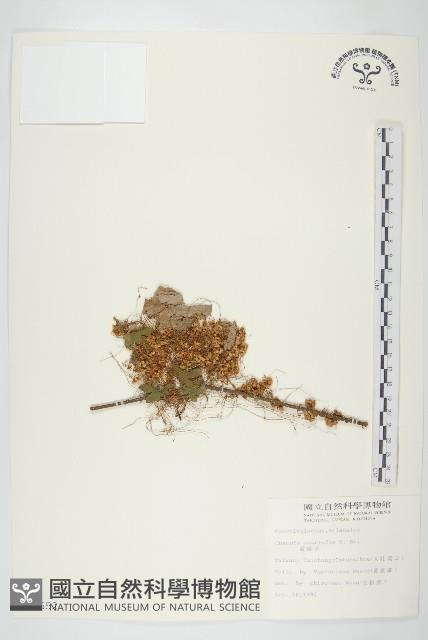 菟絲子藏品圖，第1張