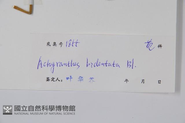 牛膝藏品圖，第2張