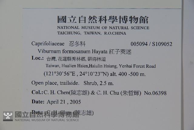 紅子莢迷藏品圖，第2張