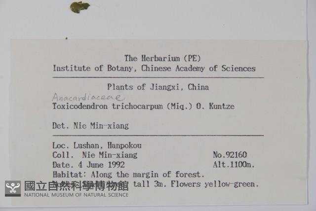 毛漆樹藏品圖，第2張