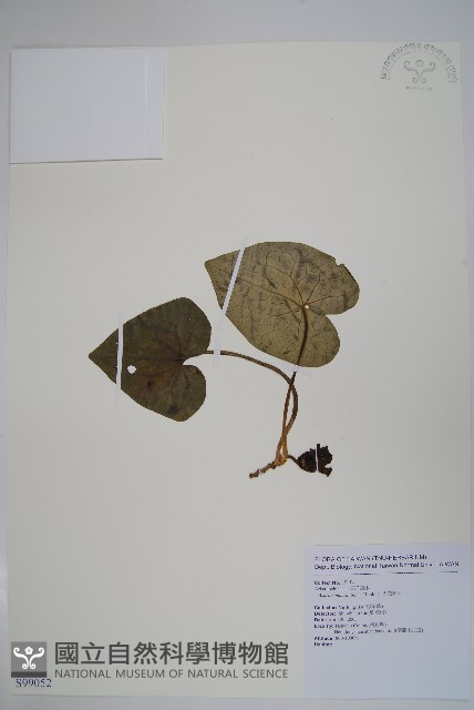 大花細辛、馬蹄香藏品圖，第1張