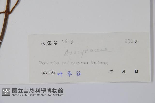 毛帘子藤藏品圖，第2張