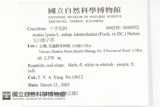 玉山筷子芥藏品圖，第2張