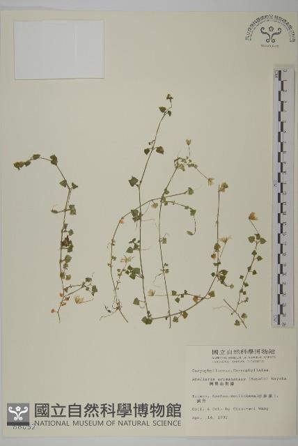 阿里山繁縷藏品圖，第1張